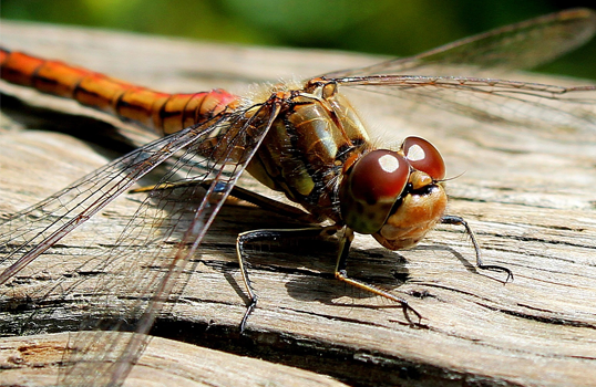 NHA cursus Fotografie Annemarie van Dijk