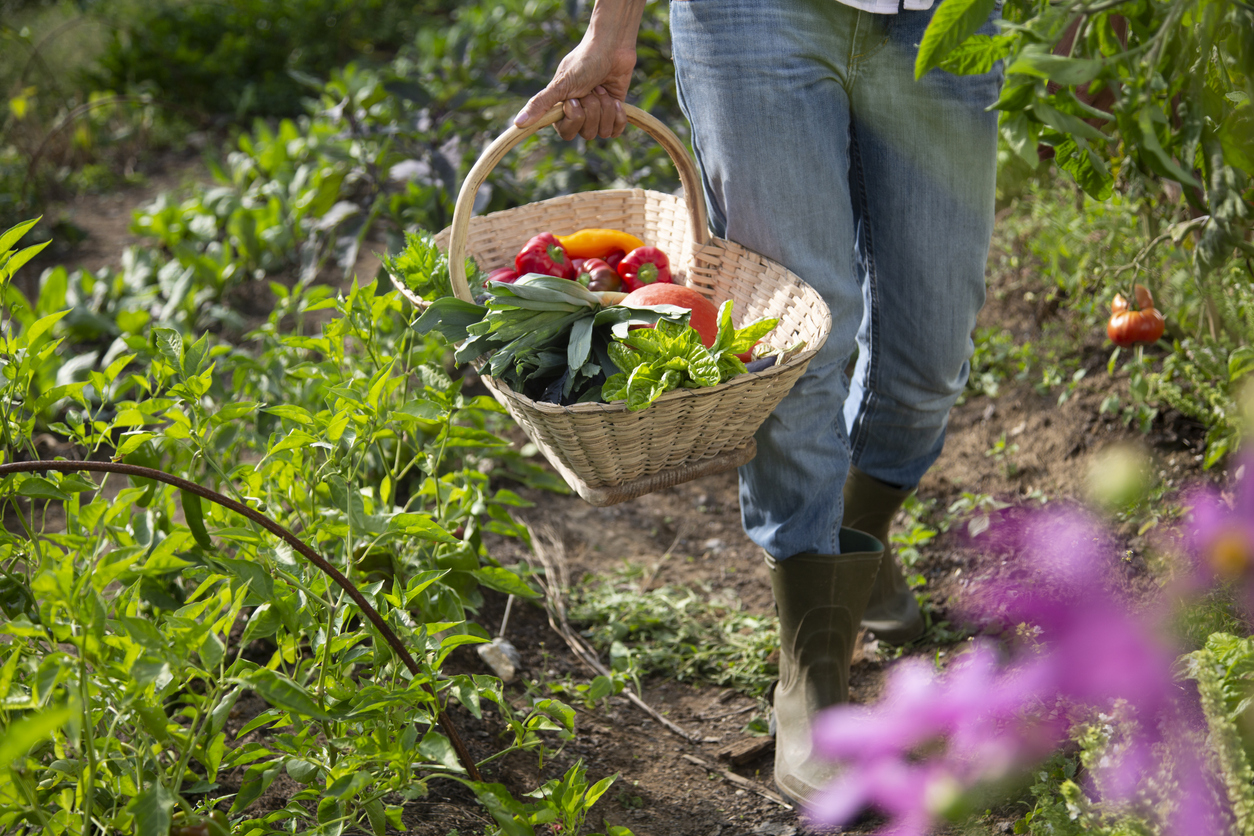Uitleg permacultuur moestuin aanleggen