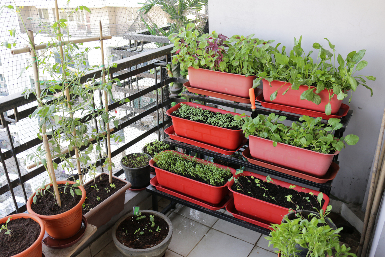 Verticaal moestuinieren op balkon